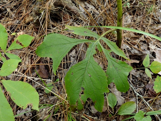 {Nabalus serpentarius}